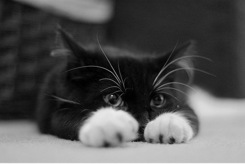 Catpower