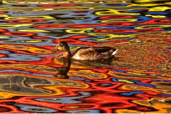 Lysergicducks