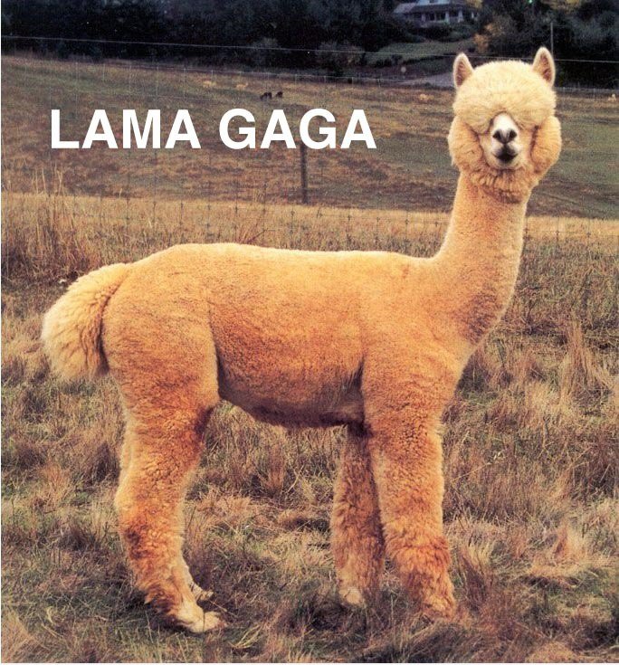 LLama Gaga