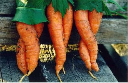 Carrot Mädchen