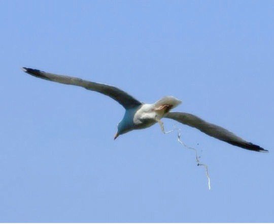 INCOMING!
