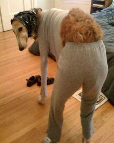 Hund