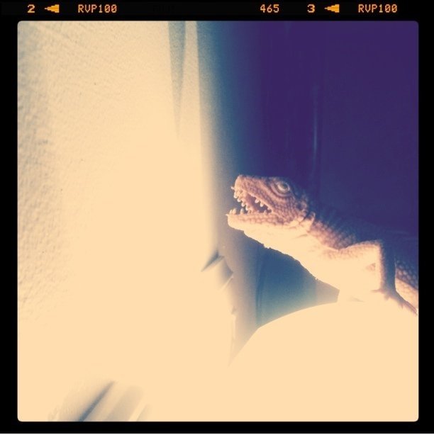 Bad Lizard ist Bad