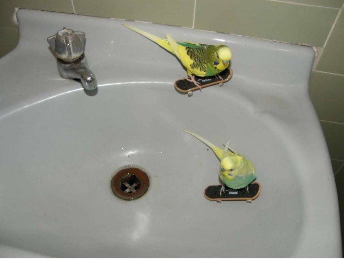 Nur skatin