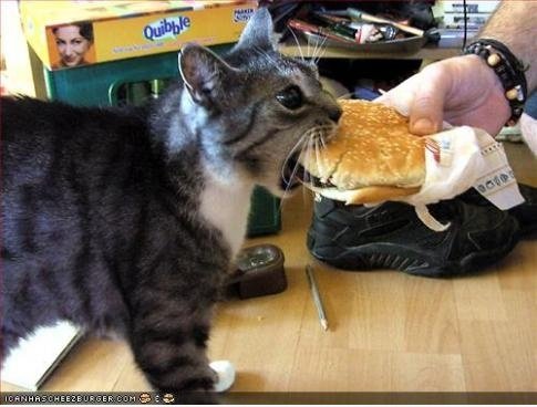 I can haz cheezburger