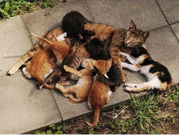 Ich liebe dich Mama.