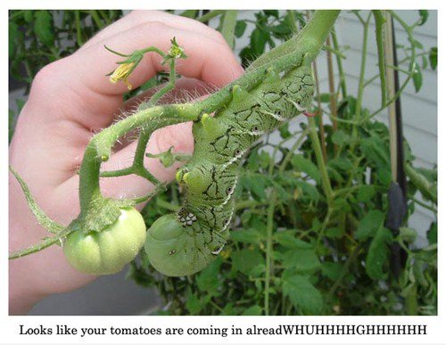 Caterpie.