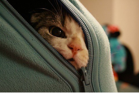Cat Power