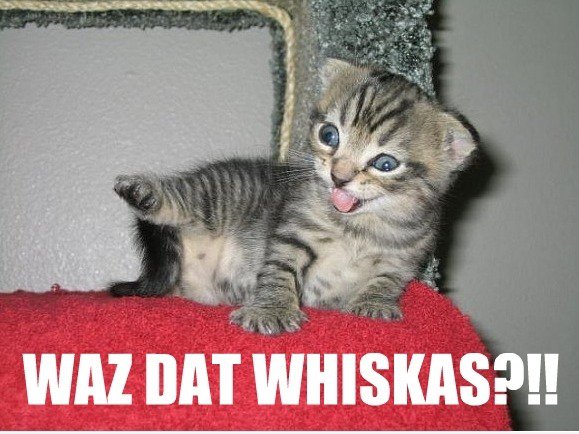Lolcat