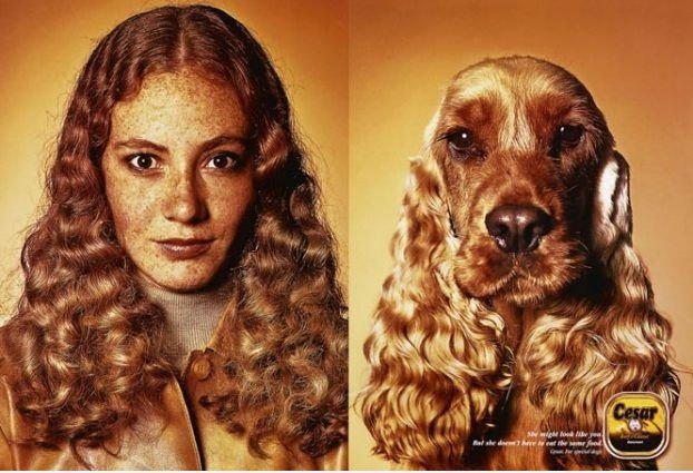Dogs'n Man