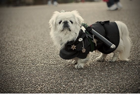 Ninja Hund