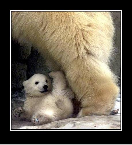 Polar