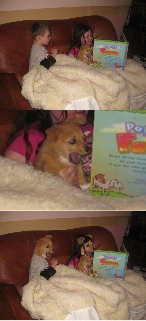 Arf!