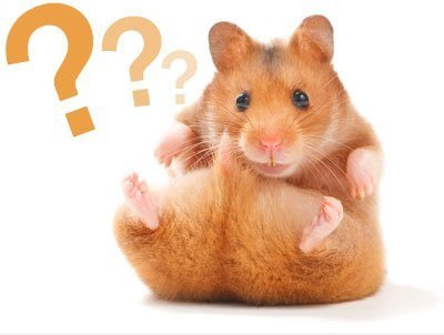 Dumme Hamster
