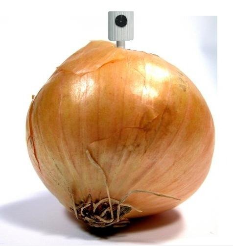 Onion Perfume