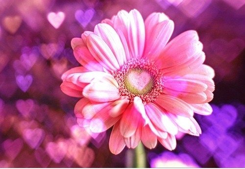 Love Flower.
