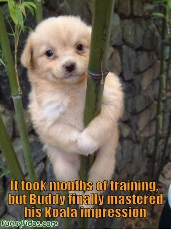 Funny dog â€‹â€‹koala Eindruck