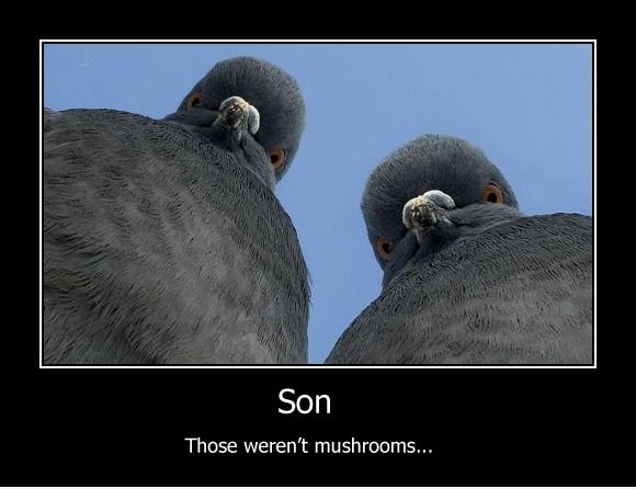 Son ...