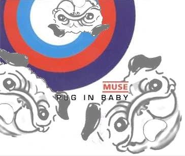 Pug in Baby