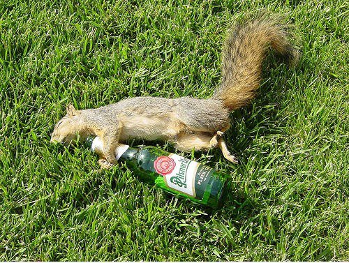 Partying critter