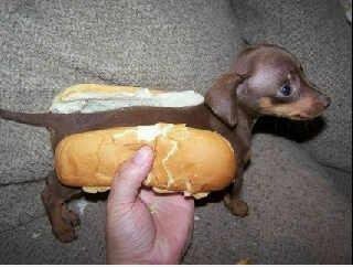 Hot Dog Reality