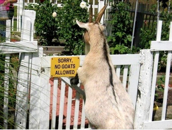 Aww, arme Ziege