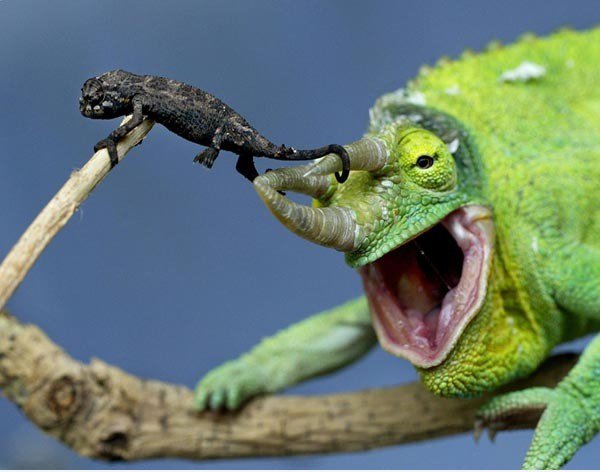 ARRRRRRRR