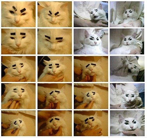 Emo Katze