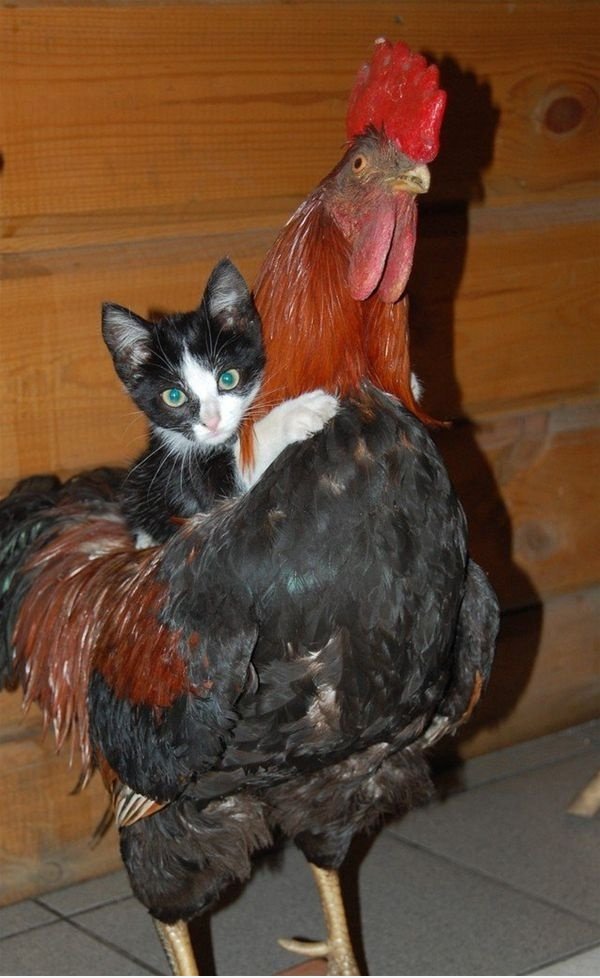 Pussy liebt Hahn