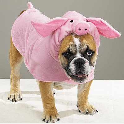 Schweinehund