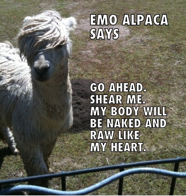 Emo Alpaca ...