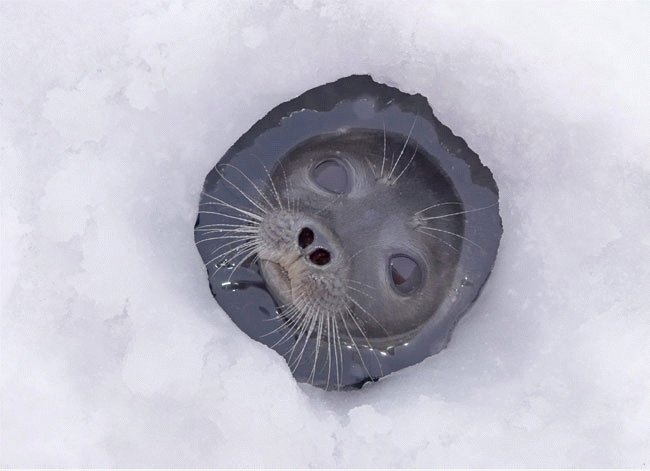 Seal of Approval