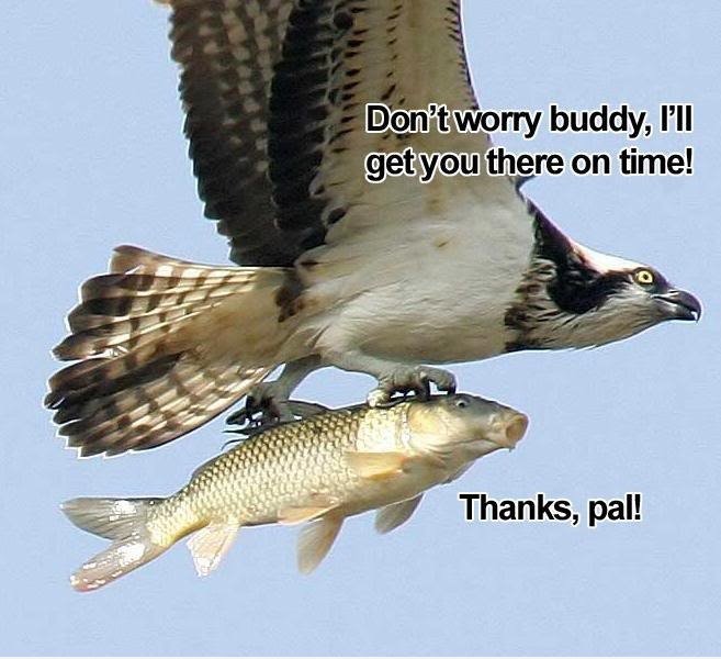 Spät Fisch