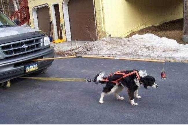 Dog Car