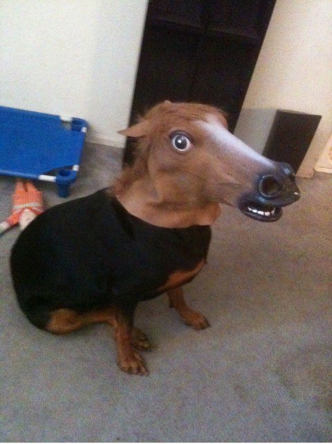 Horsdog