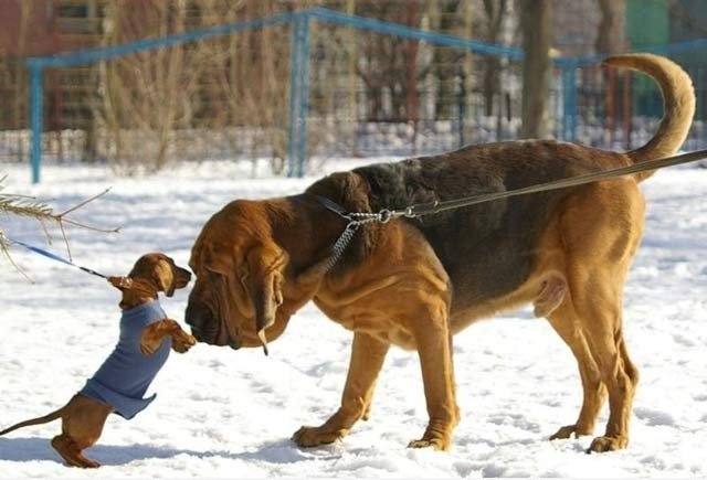 Kleiner Hund, großes Herz.