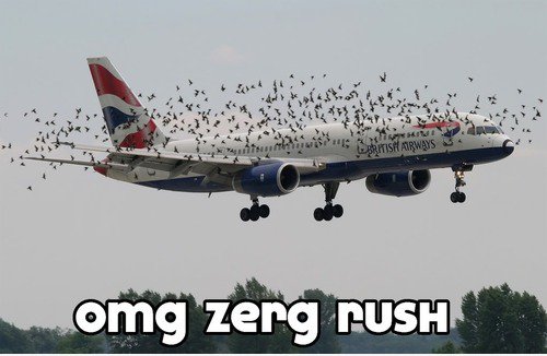 Omg zerg Eile