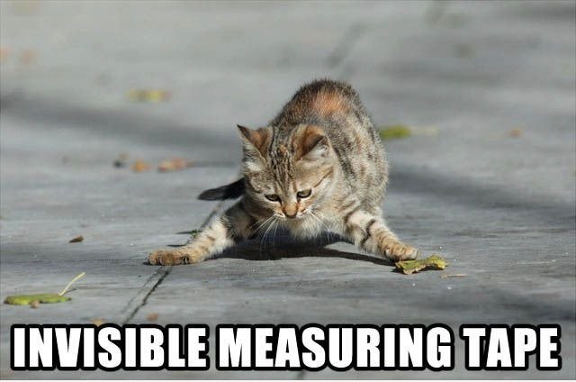 Mess-cat