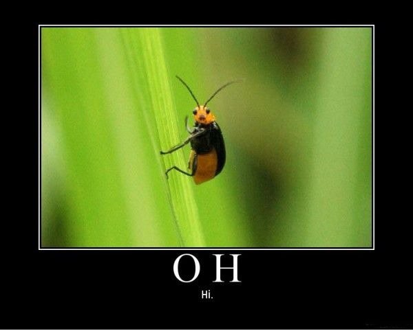 O hai