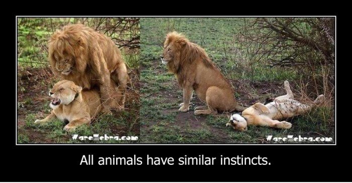 Alle Tiere