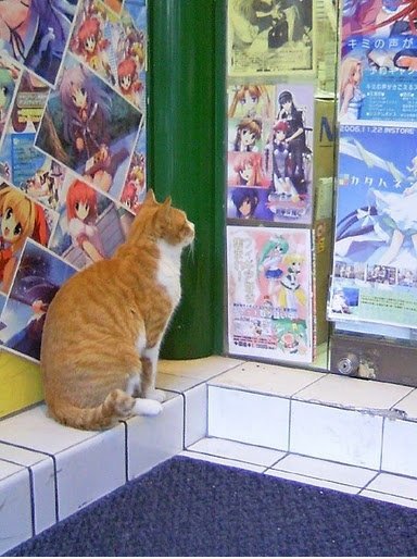 Hentai cat