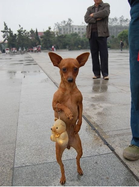 Nur ein Hund zu Fuß mit einem Stofftier an seinem Handgelenk