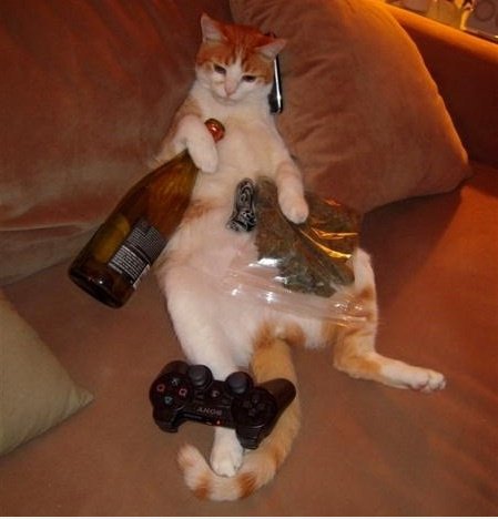 Faule Katze ist faul
