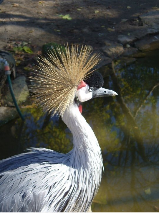 Punk ist nicht tot