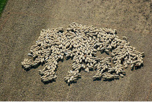 Sheeps.