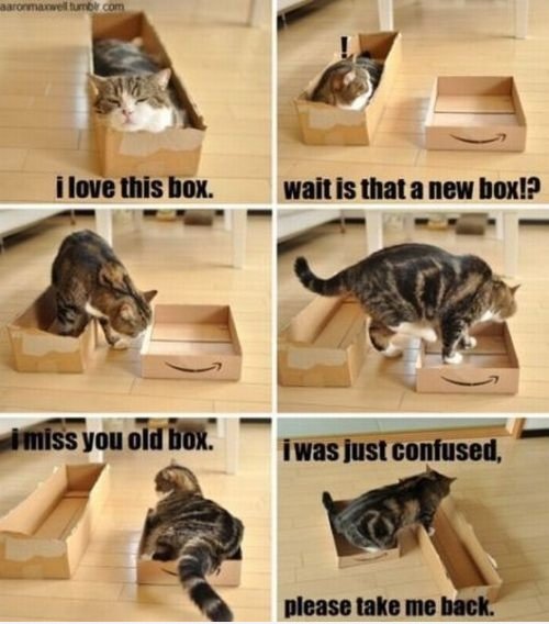 Box Liebe lolcat