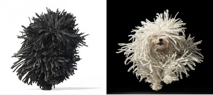 Yin Yang - 阴