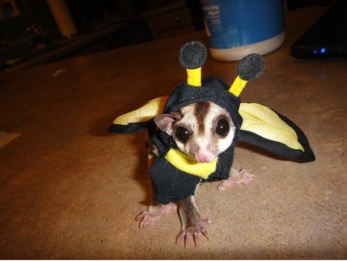 Mein Freund Sugar Glider ist völlig bereit für Halloween.