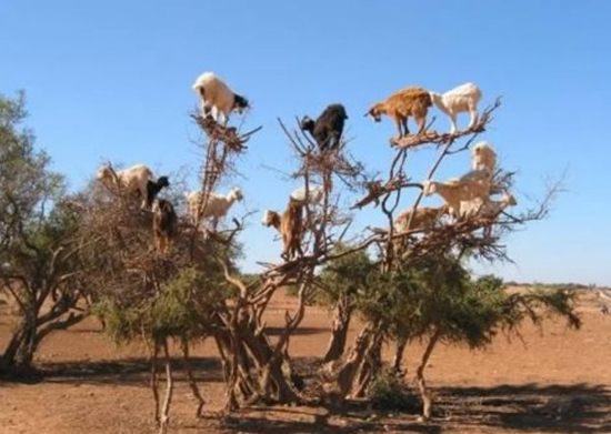 alle auf den Baum - Ziegen fliegen