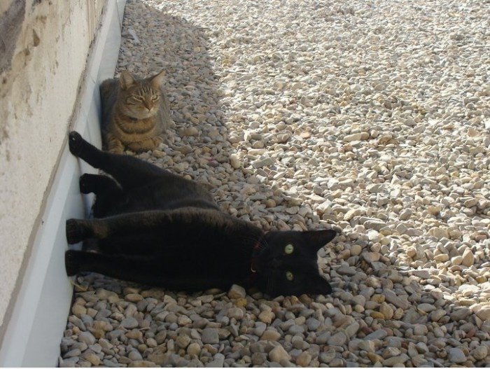 Escher Cats